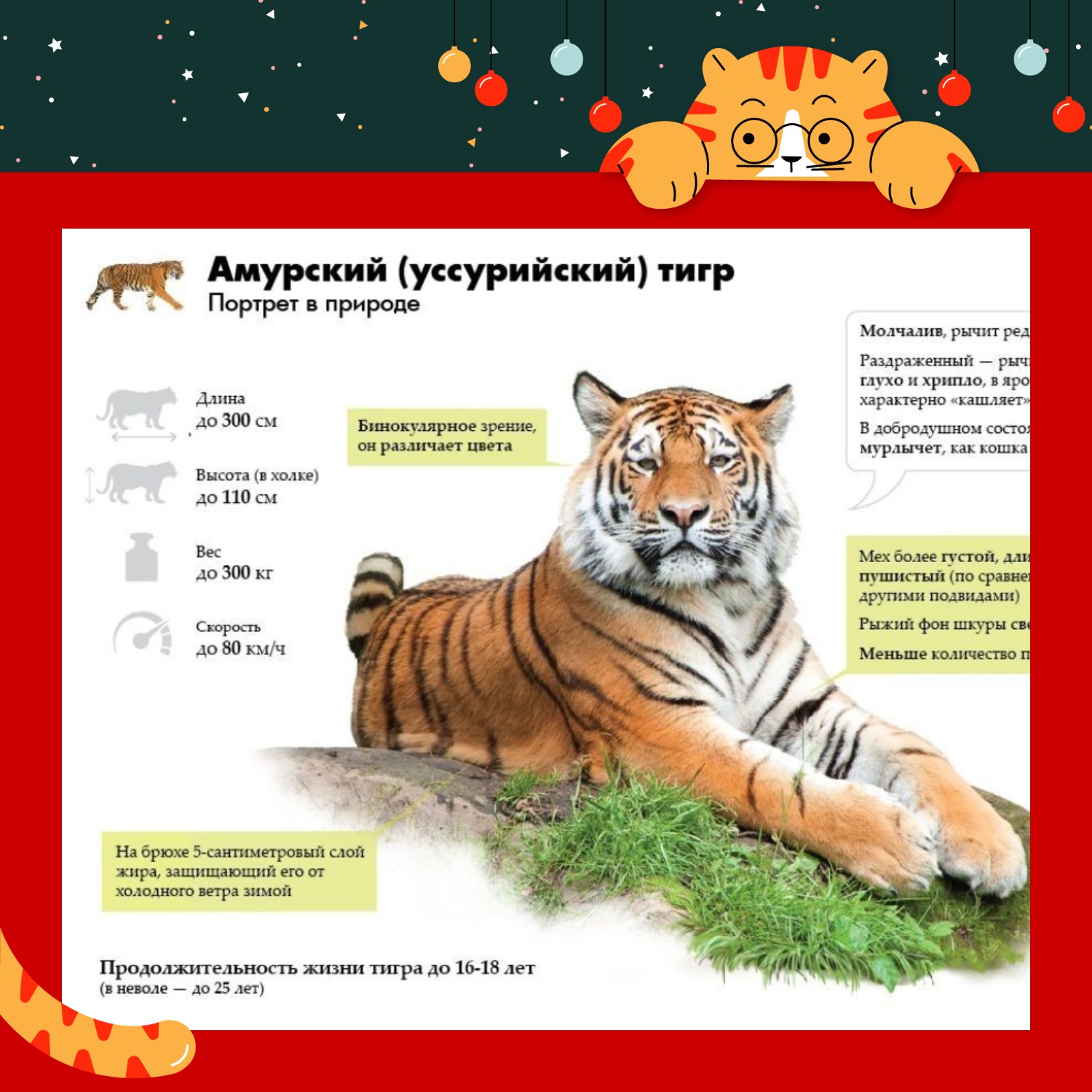 Библиотека / Наши новости / «День тигра: сохраним животный мир планеты»